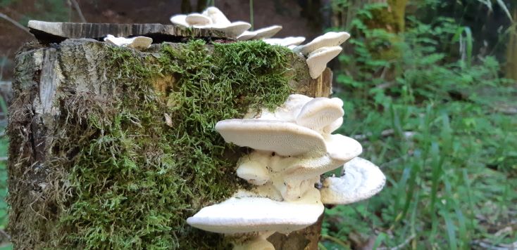 Trametes_gibbosa_730.jpg